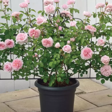 타카쇼 정원 장식용 가든 펜스 88.5cm 4개